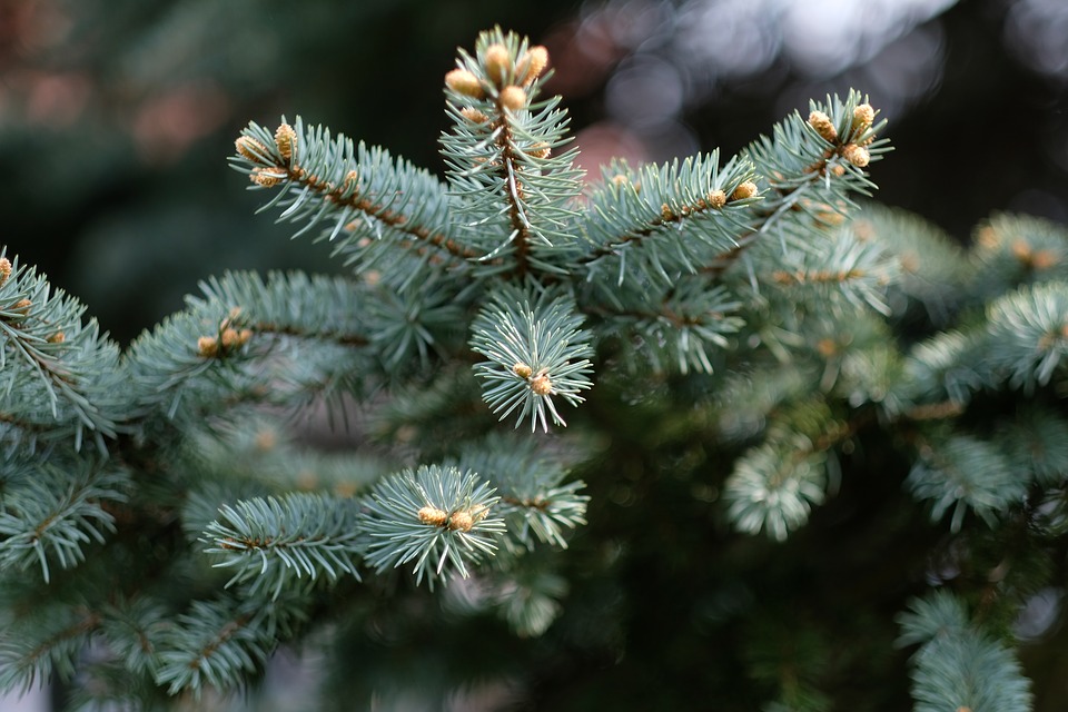 albero di Natale